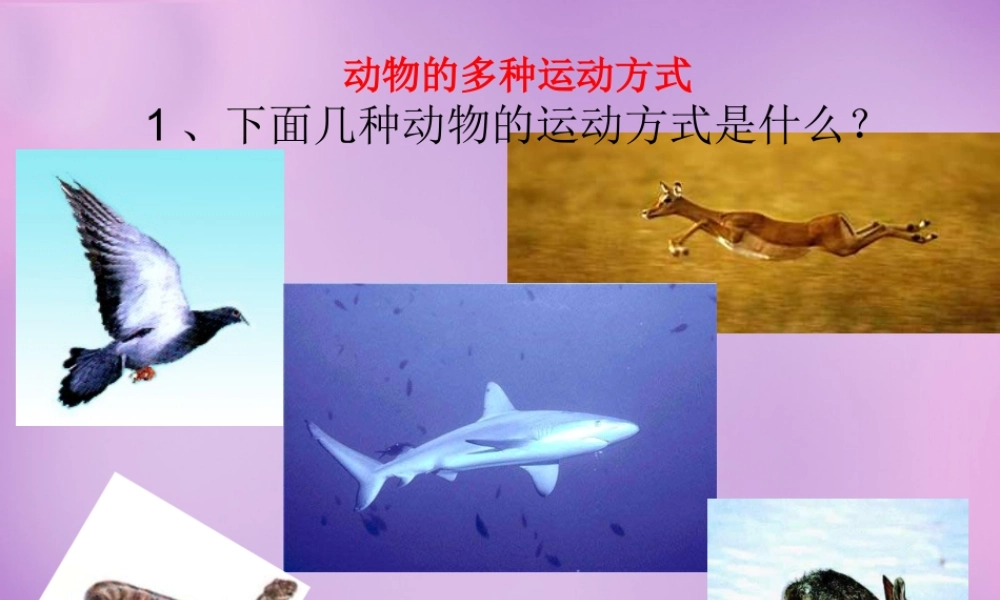 八年级生物上册 第五单元 2.1 动物的运动课件 (新版)新人教版 课件