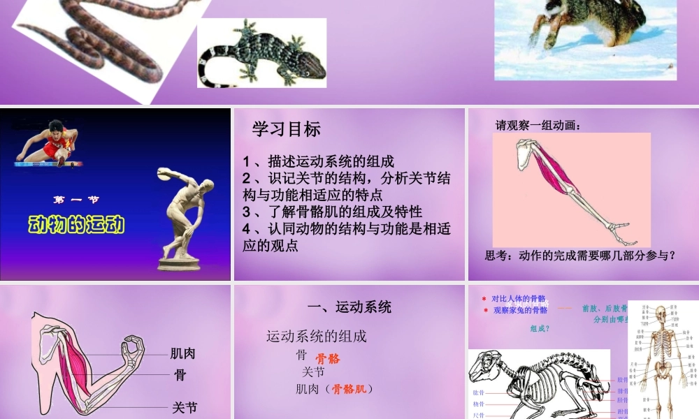 八年级生物上册 第五单元 2.1 动物的运动课件 (新版)新人教版 课件