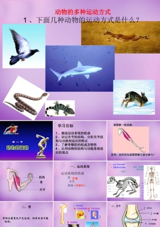 八年级生物上册 第五单元 2.1 动物的运动课件 (新版)新人教版 课件