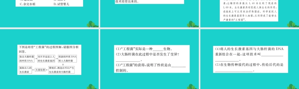 八年级生物下册 7.2.1 基因控制生物的性状习题课件(新版)新人教版 课件