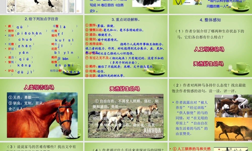 中学七年级语文下册 6.29(马)课件2 (新版)新人教版 课件