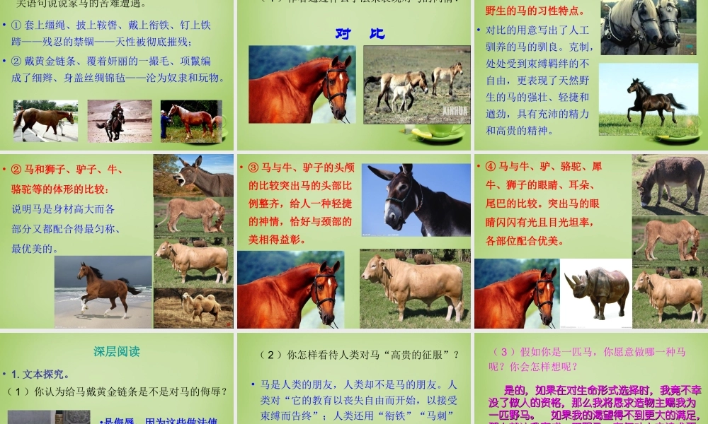 中学七年级语文下册 6.29(马)课件2 (新版)新人教版 课件