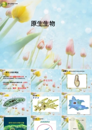 八年级生物下册 第2节 原生生物课件课件 (新版)北师大版 课件