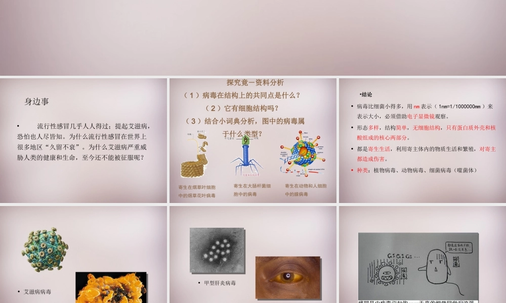 八年级生物上册 第五单元 第一章 第2节(病毒)演示型课件 (新版)冀教版 课件