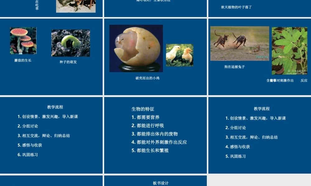 七年级生物上册 生物的特征课件 人教新课标版版 课件