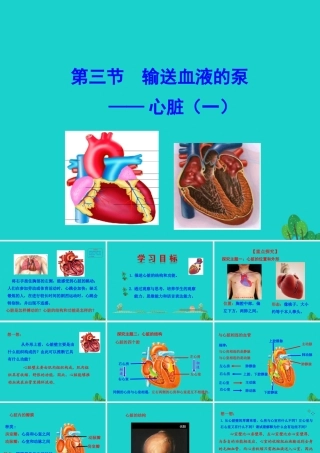 七年级生物下册 4.4.3输送血液的泵 心脏课件 七年级生物下册 4.4.3输送血液的泵 心脏课件+素材(新版)新人教版-2