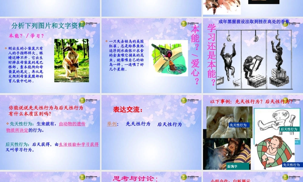 八年级生物上册 动物的行为课件 新人教版 课件