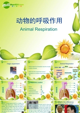七年级生物动物的呼吸1-呼吸系统课件