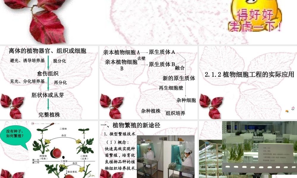 植物细胞工程的实际应用公开课