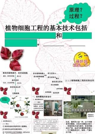 植物细胞工程的实际应用公开课