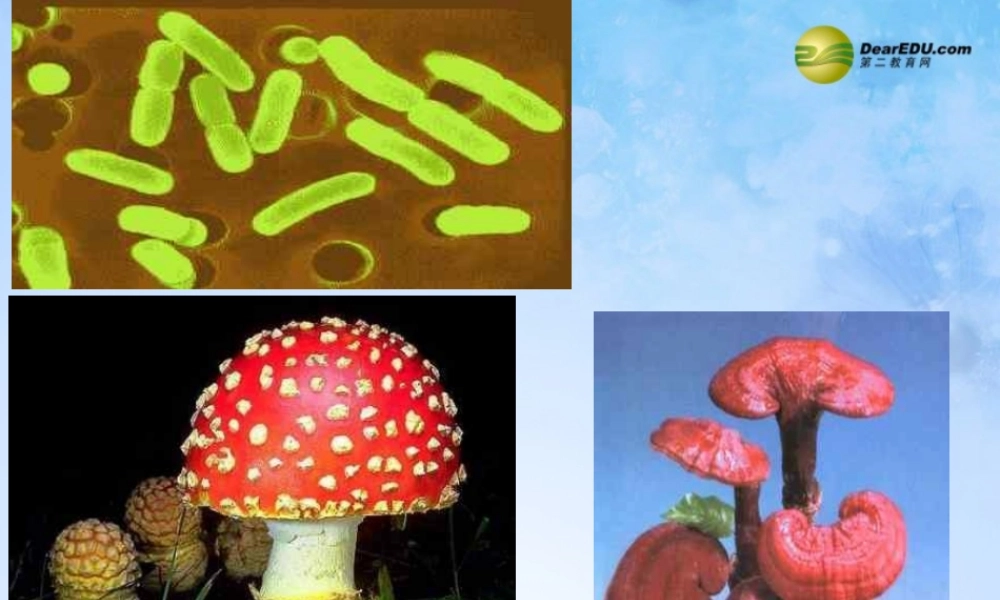 八年级生物上册 第5单元 第5章 第1节 细菌和真菌在自然界中的作用课件 新人教版 课件