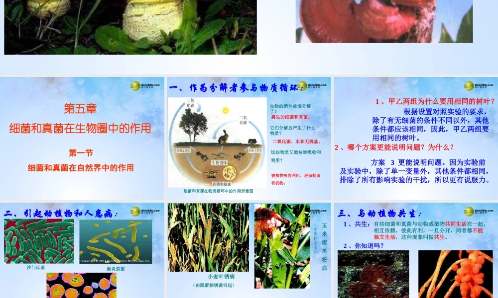 八年级生物上册 第5单元 第5章 第1节 细菌和真菌在自然界中的作用课件 新人教版 课件