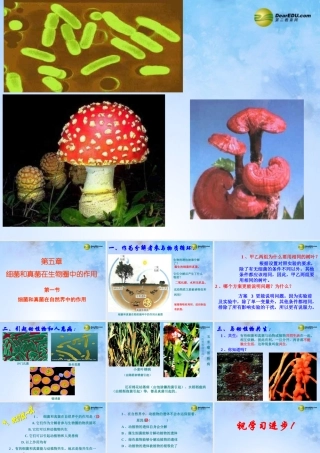 八年级生物上册 第5单元 第5章 第1节 细菌和真菌在自然界中的作用课件 新人教版 课件