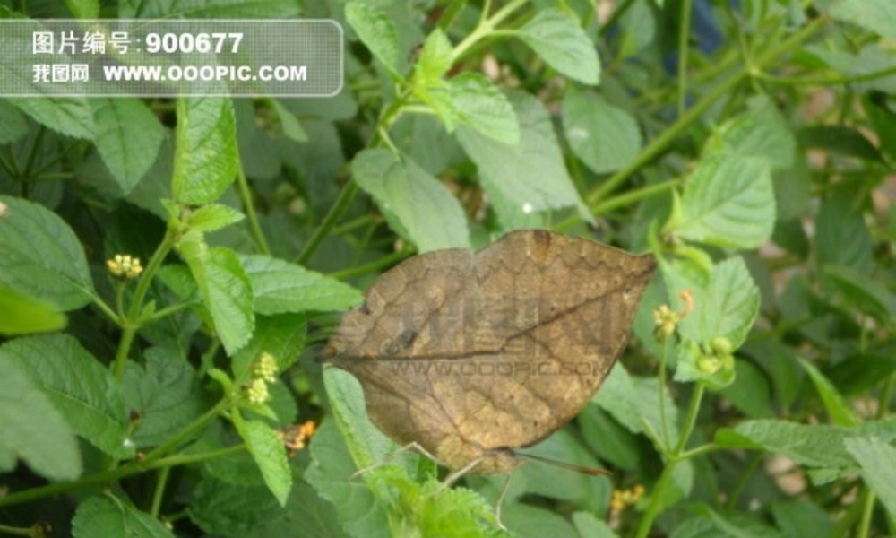 说明文对象、说明内容_说明特征