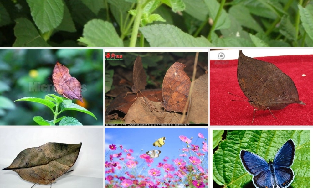 说明文对象、说明内容_说明特征