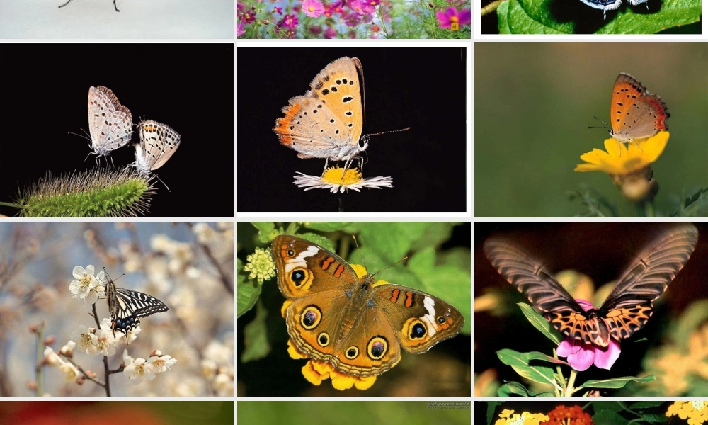 说明文对象、说明内容_说明特征