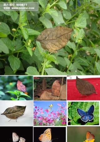 说明文对象、说明内容_说明特征