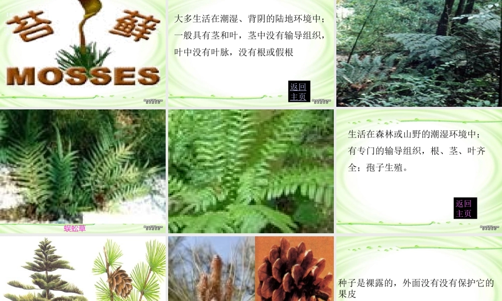 尝试对生物进行分类八年级生物上册第六单元第一章第一节 课件