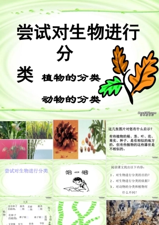 尝试对生物进行分类八年级生物上册第六单元第一章第一节 课件