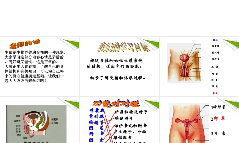 七年级生物下册(人的生殖)课件 人教新课标版 课件