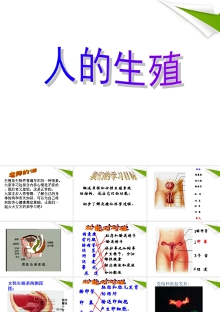 七年级生物下册(人的生殖)课件 人教新课标版 课件