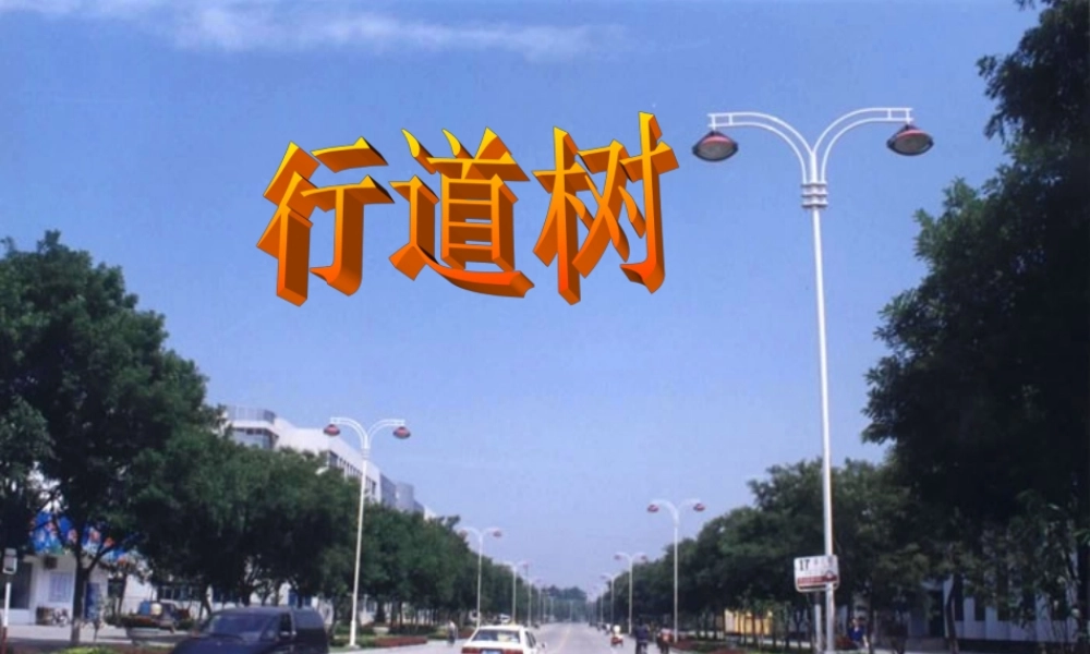 七年级语文上册 (行道树)教学课件 人教新课标版 课件