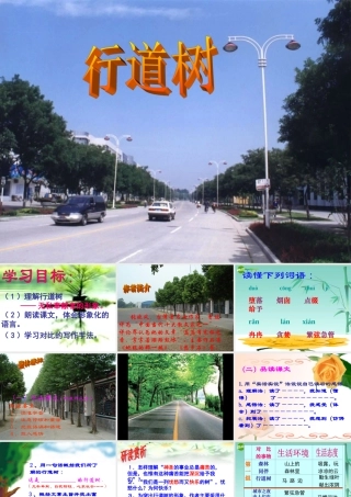 七年级语文上册 (行道树)教学课件 人教新课标版 课件