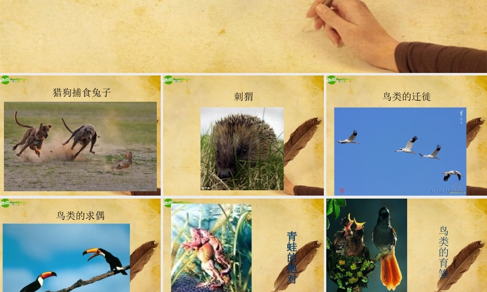 八年级生物上册 动物的运动和行为课件 人教新课标版 课件