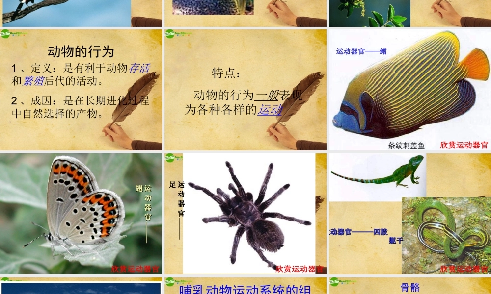 八年级生物上册 动物的运动和行为课件 人教新课标版 课件