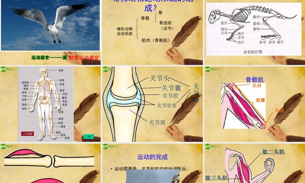 八年级生物上册 动物的运动和行为课件 人教新课标版 课件