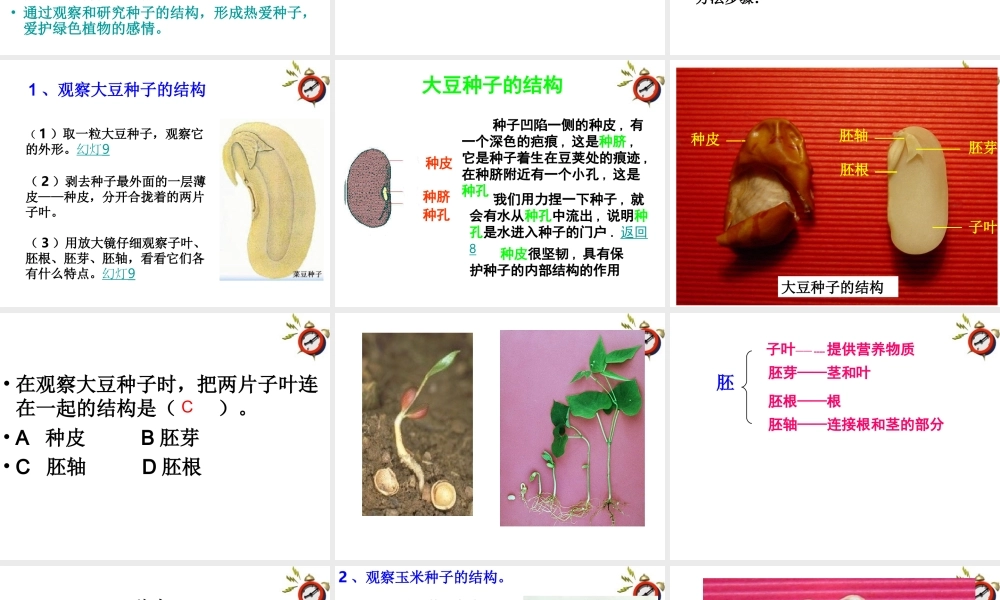 七年级生物上册 第二章第二节种子植物课件 人教新课标版 课件