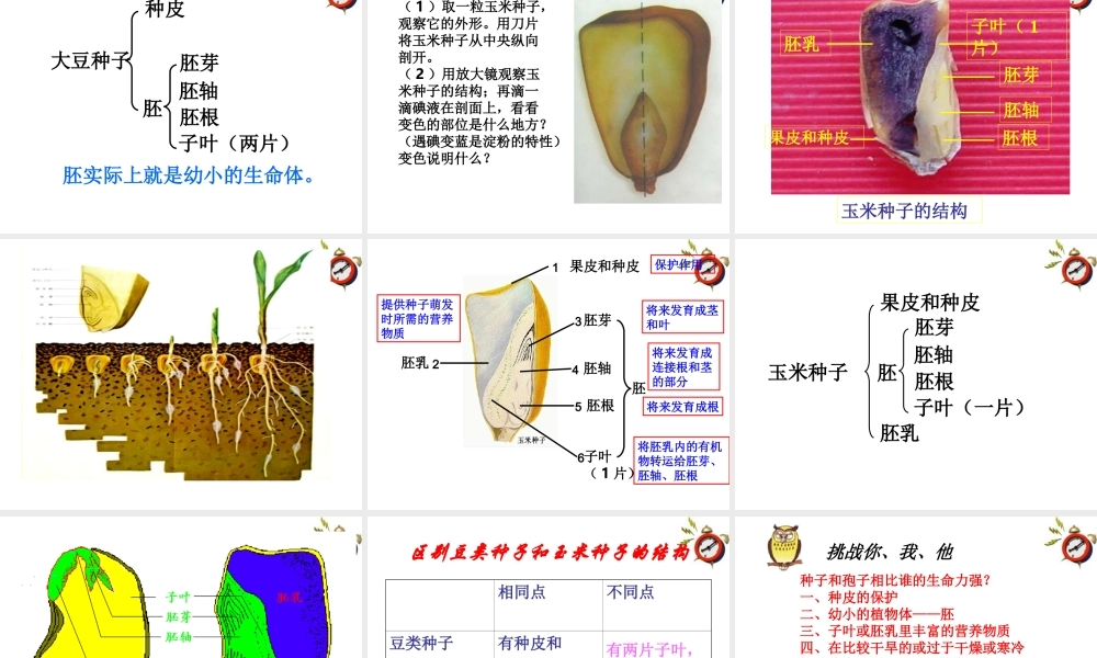 七年级生物上册 第二章第二节种子植物课件 人教新课标版 课件