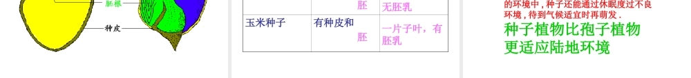 七年级生物上册 第二章第二节种子植物课件 人教新课标版 课件