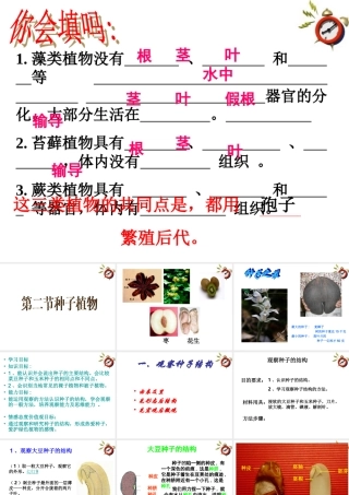 七年级生物上册 第二章第二节种子植物课件 人教新课标版 课件
