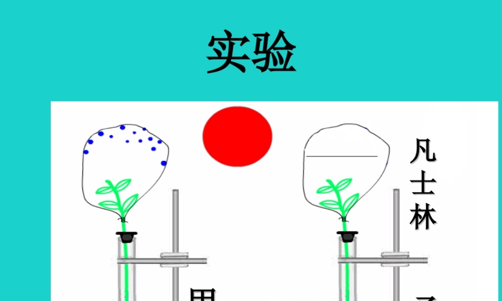 八年级生物上册 第三单元 第四章 第二节 蒸腾作用 植物的蒸腾作用实验课件 冀少版 课件