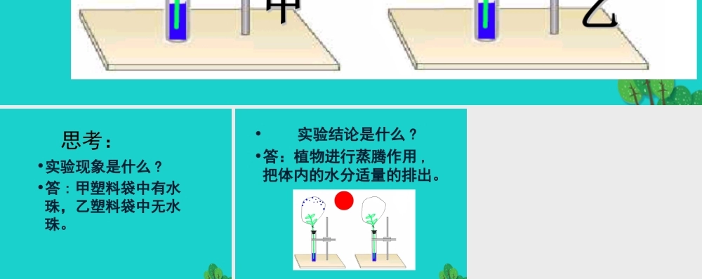 八年级生物上册 第三单元 第四章 第二节 蒸腾作用 植物的蒸腾作用实验课件 冀少版 课件