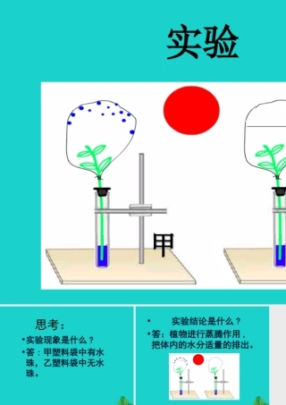 八年级生物上册 第三单元 第四章 第二节 蒸腾作用 植物的蒸腾作用实验课件 冀少版 课件