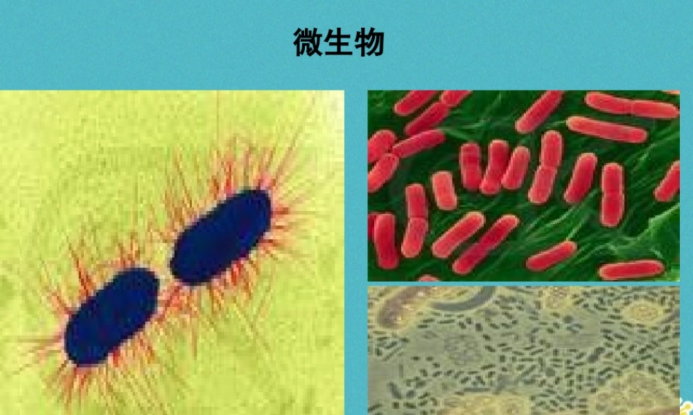 七年级道德与法治下册 第八单元 珍爱生命 热爱生活 第15课 呵护宝贵的生命 第1框 世界因生命而精彩课件 鲁人版六三制 课件