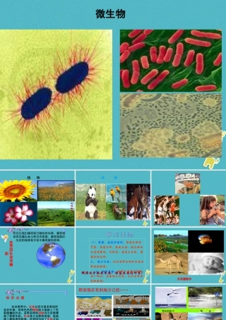 七年级道德与法治下册 第八单元 珍爱生命 热爱生活 第15课 呵护宝贵的生命 第1框 世界因生命而精彩课件 鲁人版六三制 课件