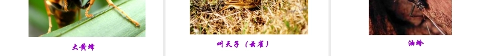 [中学联盟]辽宁省庄河市第三十七中学七年级语文下册：1从百草园到三味书屋+课件（共68张PPT）