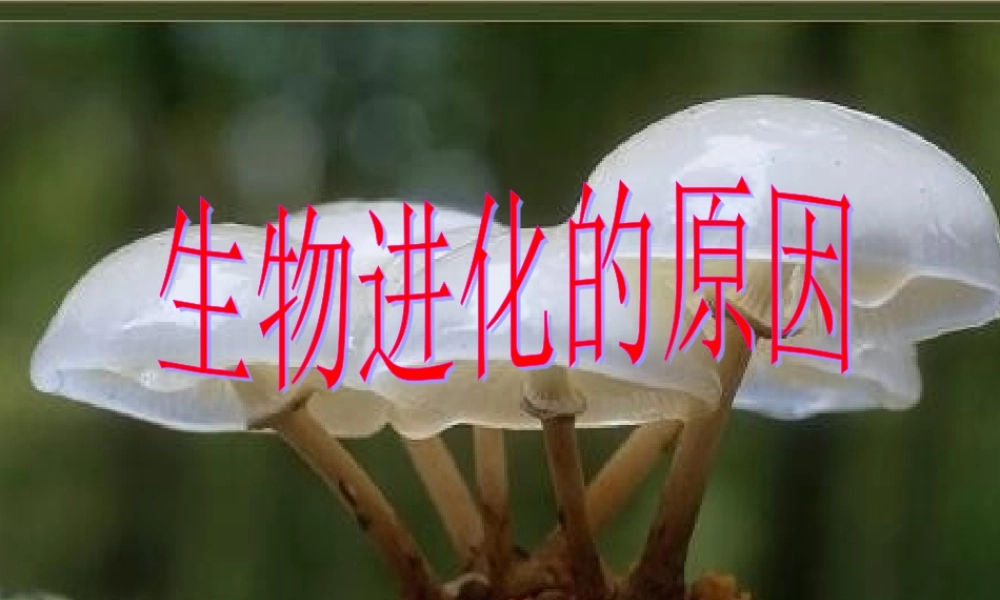 八年级生物下册 生物进化的原因课件 人教新课标版 课件