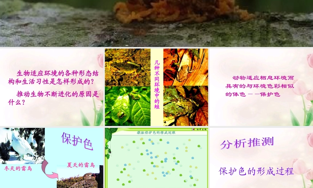 八年级生物下册 生物进化的原因课件 人教新课标版 课件