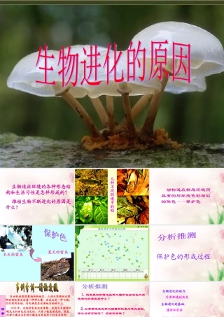 八年级生物下册 生物进化的原因课件 人教新课标版 课件