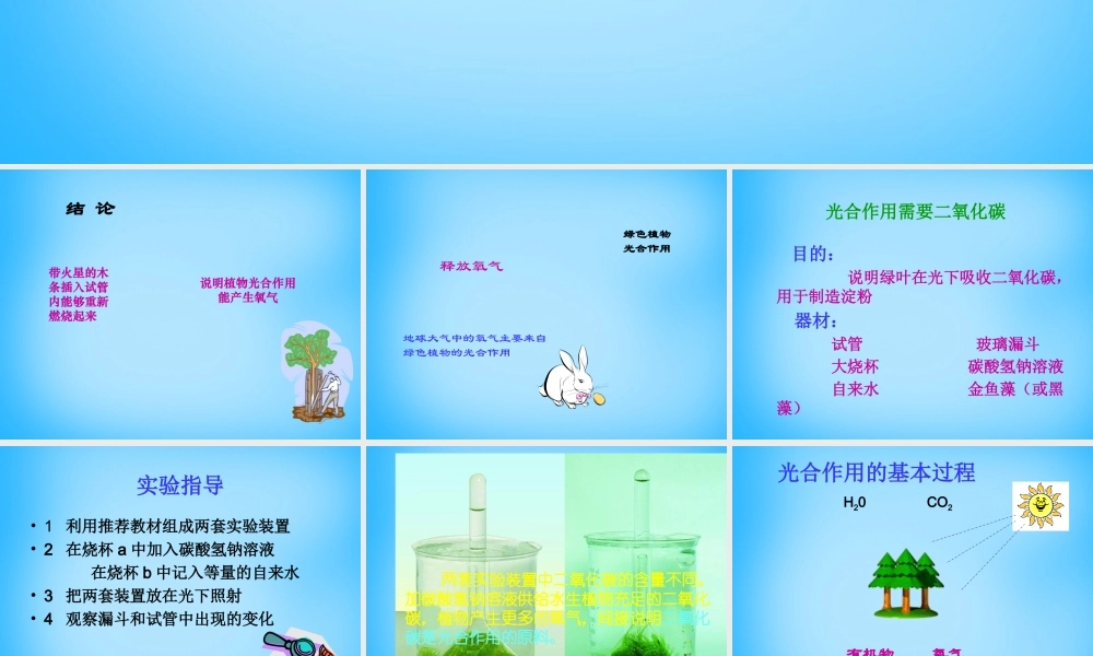 中学七年级生物上册 第6章 第3节 植物光合作用的实质课件2 苏教版 课件