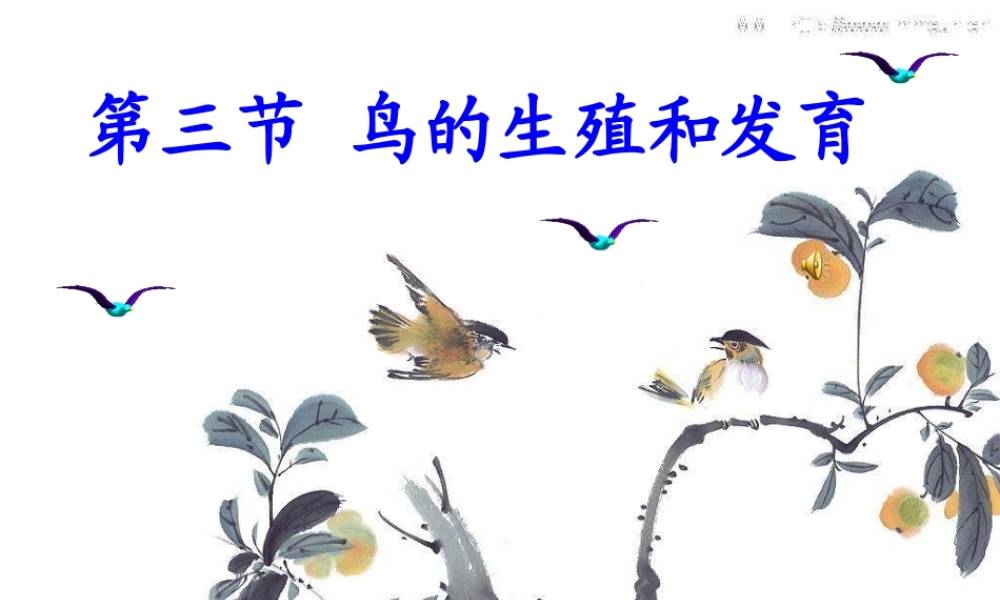 《鸟的生殖和发育》参考课件1