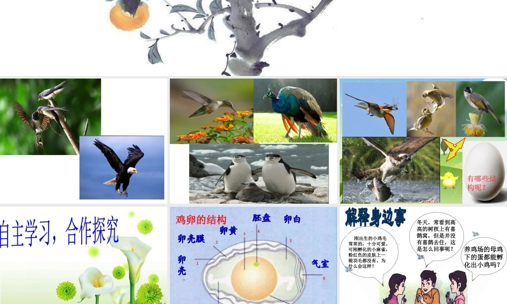 《鸟的生殖和发育》参考课件1