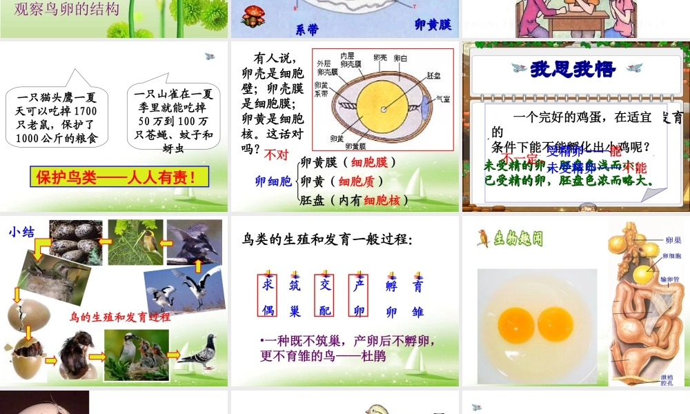 《鸟的生殖和发育》参考课件1