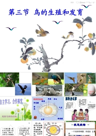 《鸟的生殖和发育》参考课件1