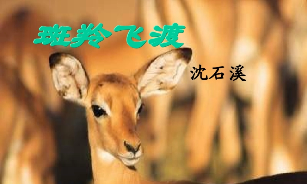 中学七年级语文下册(斑羚飞渡)课件 新人教版 课件