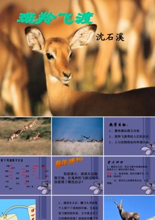 中学七年级语文下册(斑羚飞渡)课件 新人教版 课件